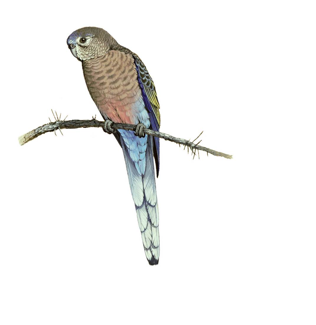 William T. Cooper, Bourke’s Parrot (Neophema bourkii) 1970 (adult male) 