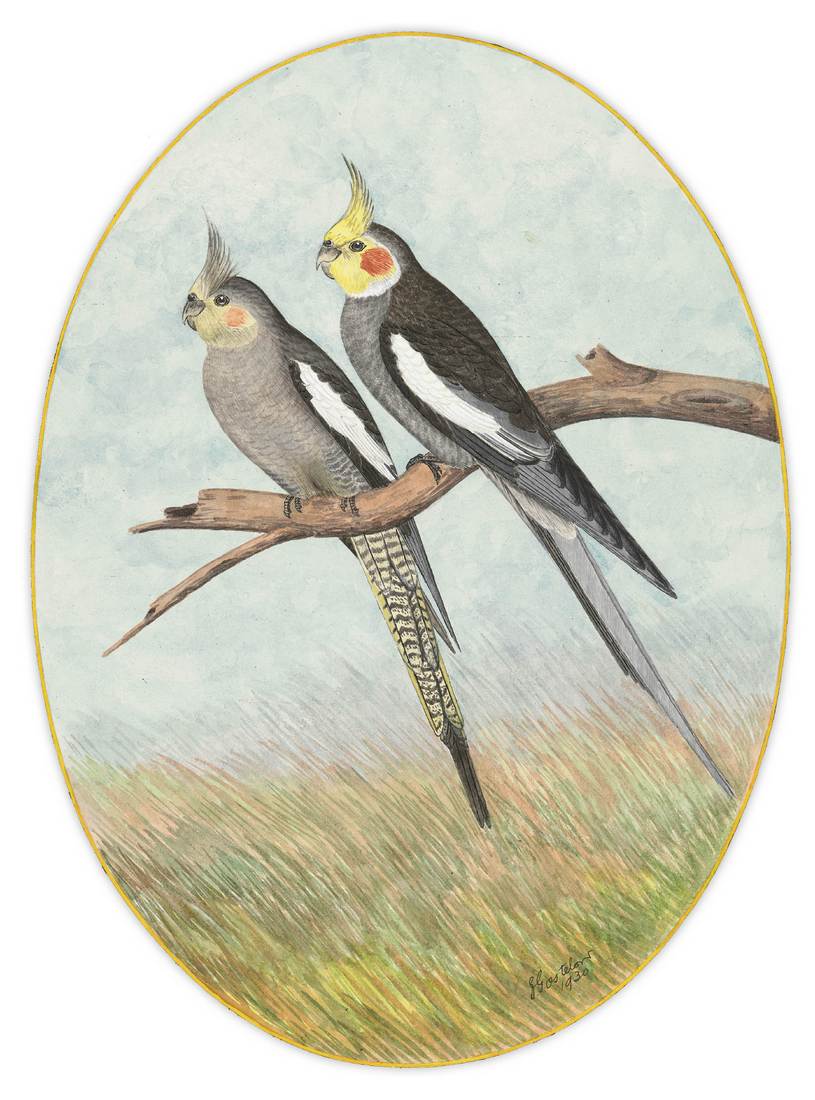 Ebenezer Edward Gostelow, The Cockatiel (Leptolophus hollandicus) 1930 (adult female, left; adult male, right)