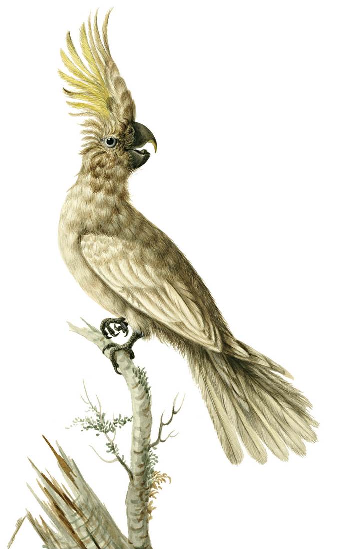 Sarah Stone, Crested Cockatoo 1790 