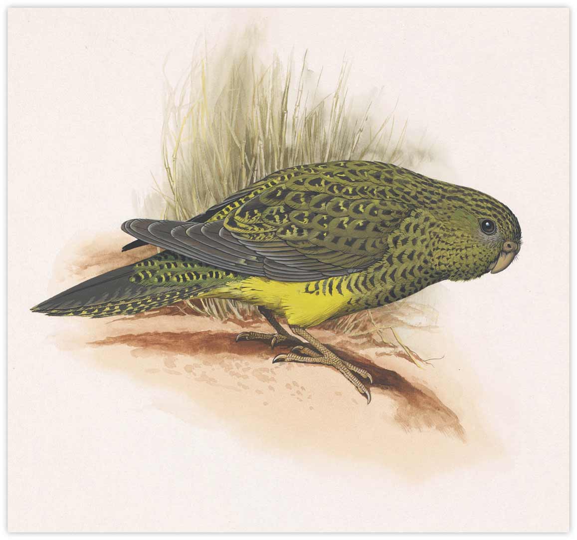 William T. Cooper, Night Parrot (Geopsittacus occidentalis) 1971 (adult male)