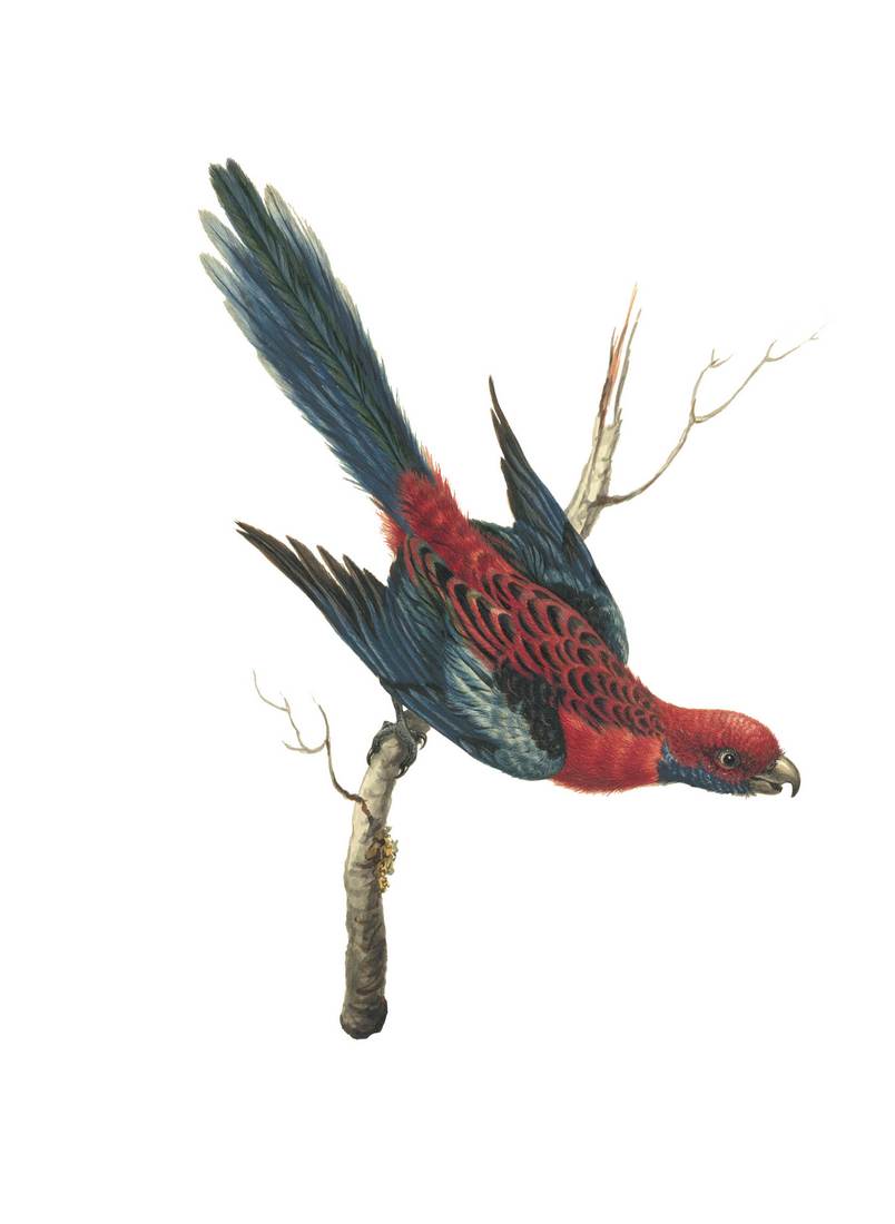 Sarah Stone, Pennantian Parrot 1790