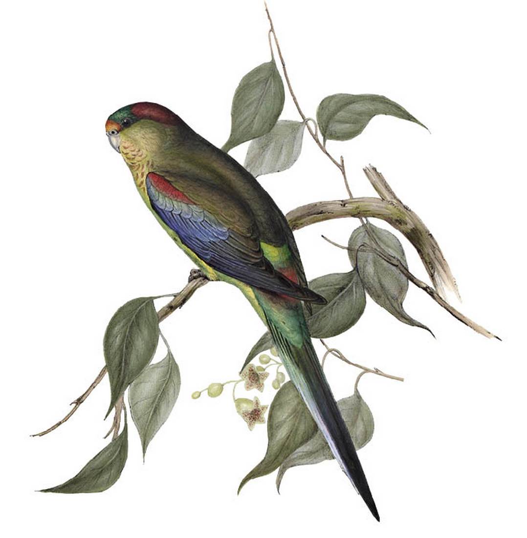 John Gould (artist), Henry Constantine Richter (lithographer), Psephotus multicolor (Many-coloured Parrakeet) 1848 (adult female)