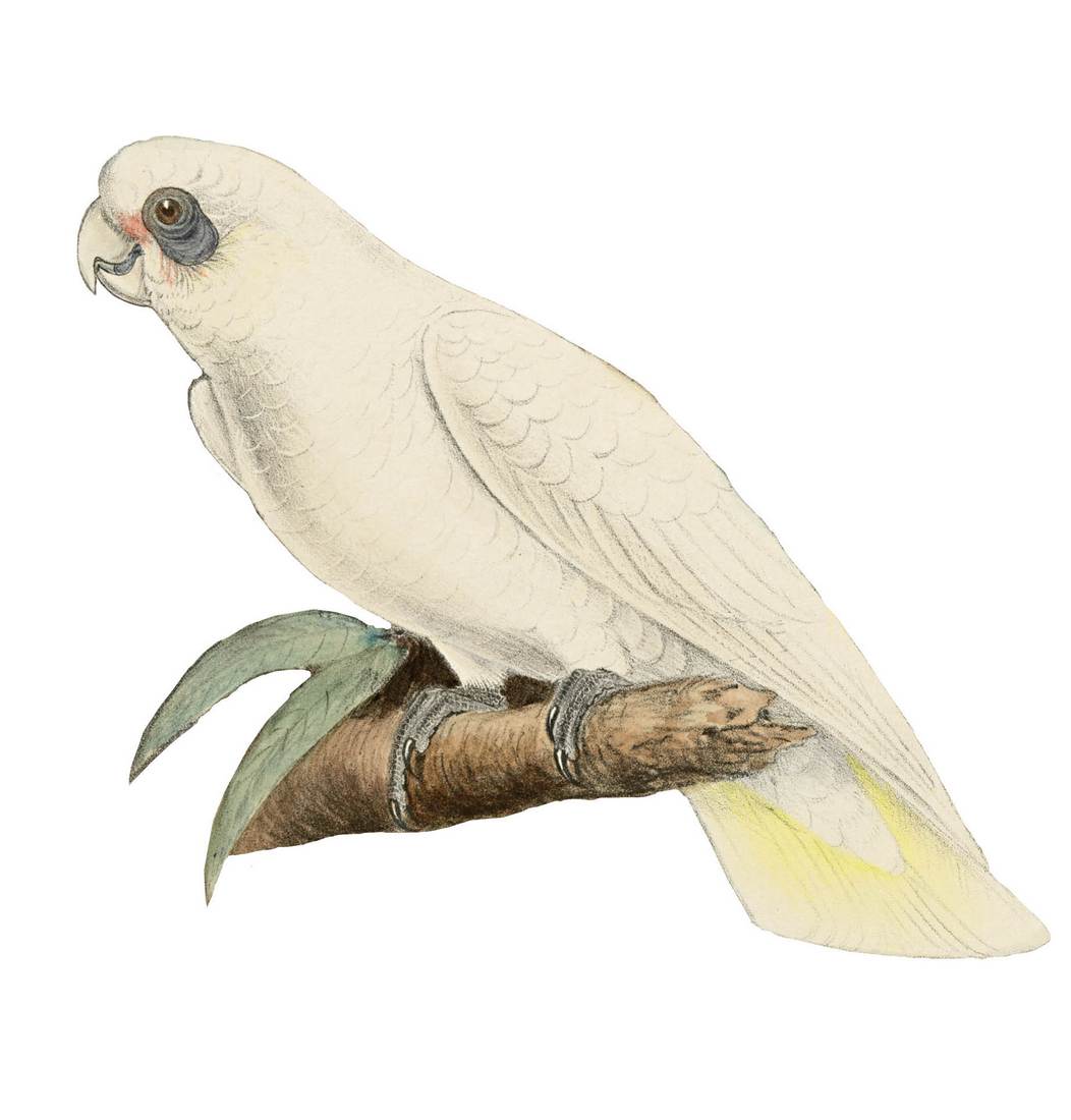 Roland Green,Ducorpsius gymnopis (Bare-eyed Cockatoo) between 1916 and 1917