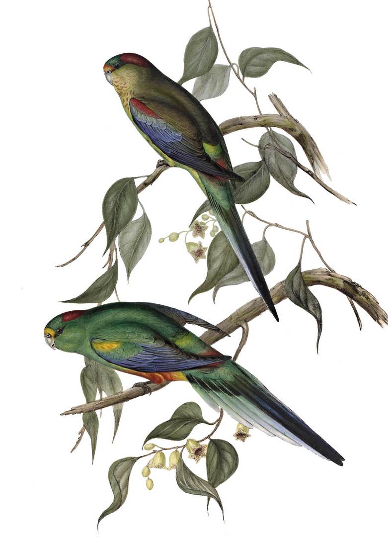 John Gould (artist), Henry Constantine Richter (lithographer), Psephotus multicolor (Many-coloured Parrakeet) 1848 (adult female, top; adult male, bottom)