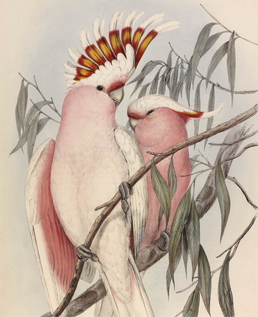 John Gould (artist), Henry Constantine Richter (lithographer),Cacatua leadbeateri (Leadbeater’s Cockatoo) 1848