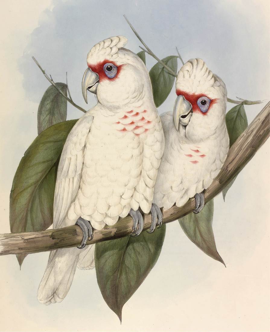 John Gould (artist), Henry Constantine Richter (lithographer), Licmetis nasicus (Long-billed Cockatoo) 1848 (sexes similar)