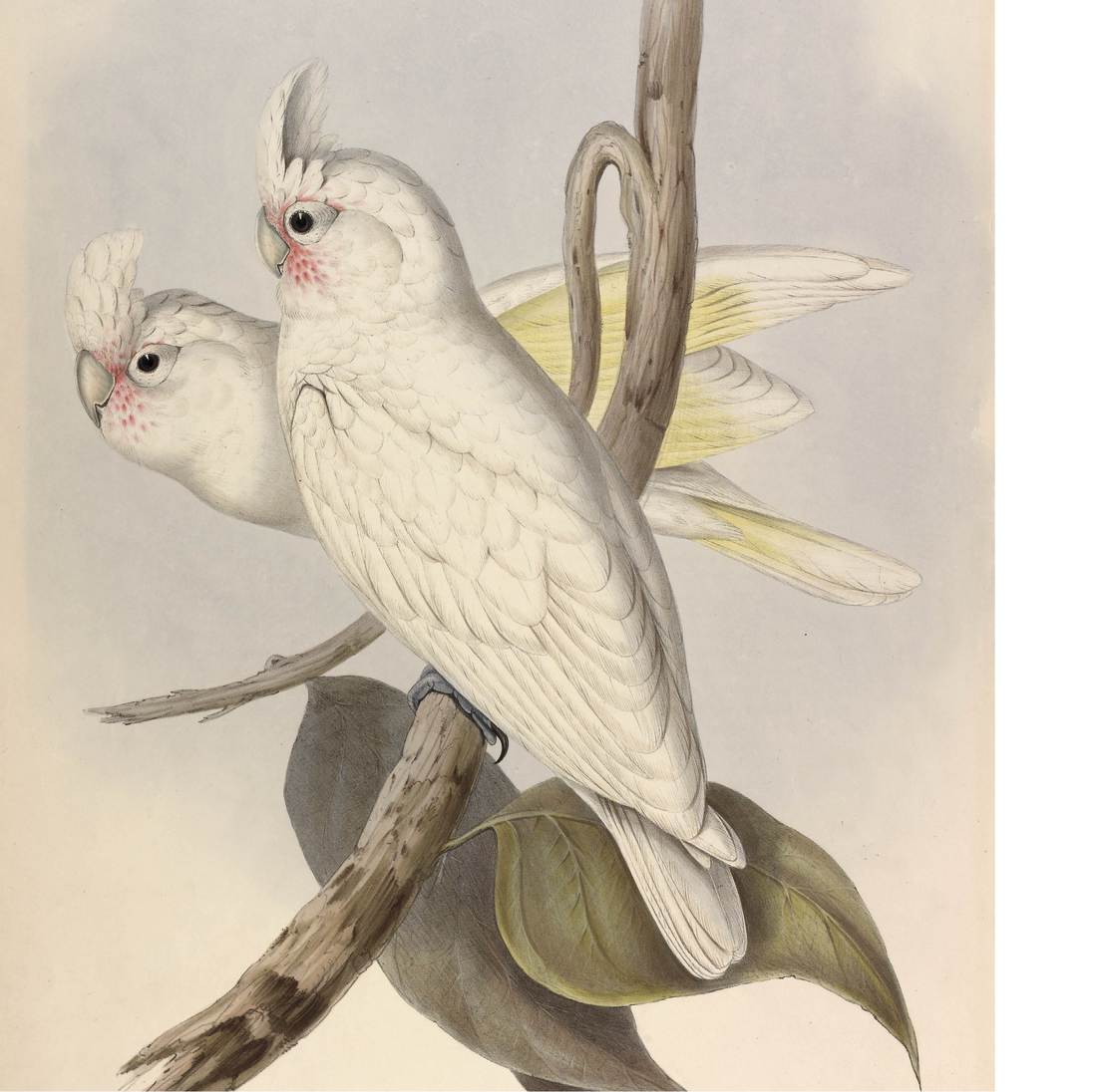 John Gould (artist), Henry Constantine Richter (lithographer), Cacatua sanguinea (Blood-stained Cockatoo) 1848 (sexes similar)