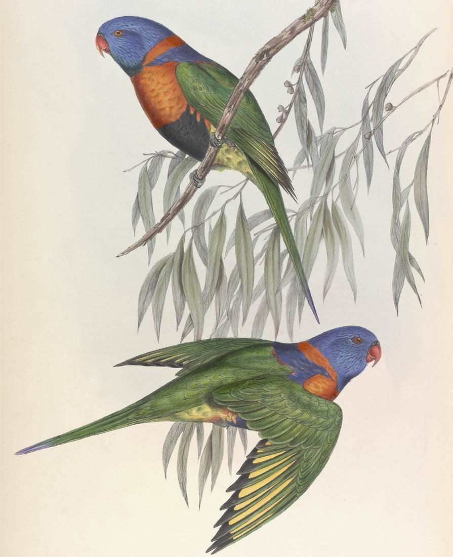 John Gould (artist), Henry Constantine Richter (lithographer), Trichoglossus rubritorquis (Red-collared Lorikeet) 1848 (two adults; sexes similar)