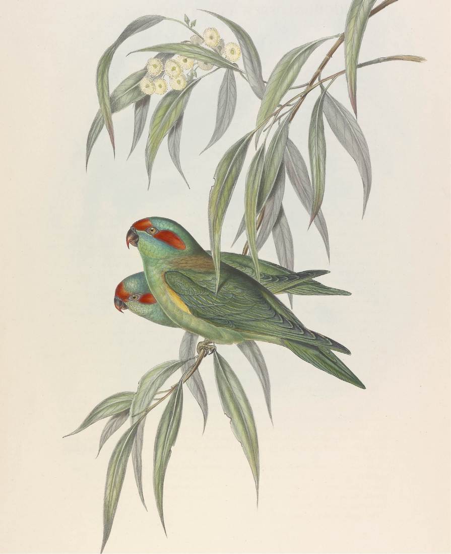 John Gould (artist), Henry Constantine Richter (lithographer), Trichoglossus concinnus (Musky Lorikeet) 1848 (two adults; sexes similar)