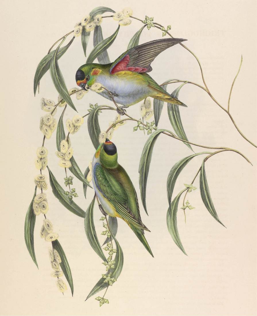 John and Elizabeth Gould, Trichoglossus porphyrocephalus (Porphyry-crowned Lorikeet) 1848 (two adults; sexes similar)