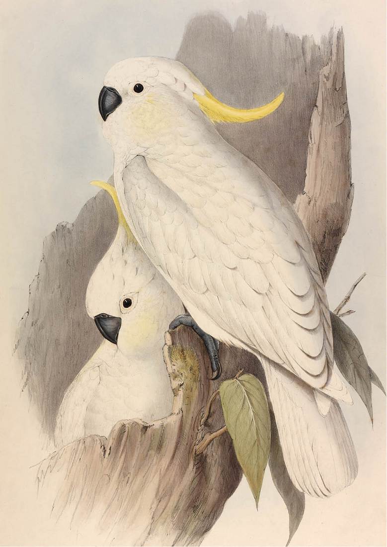 John Gould (artist), Henry Constantine Richter (lithographer), Crested Cockatoo (Cacatua galerita) 1848