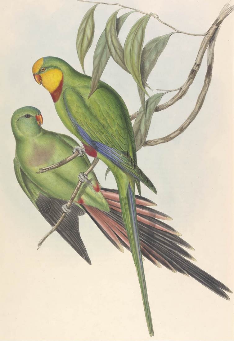 John Gould (artist), Henry Constantine Richter (lithographer),Polytelis barrabandi (Barraband’s Parrakeet) 1848 (adult female, left; adult male, right)