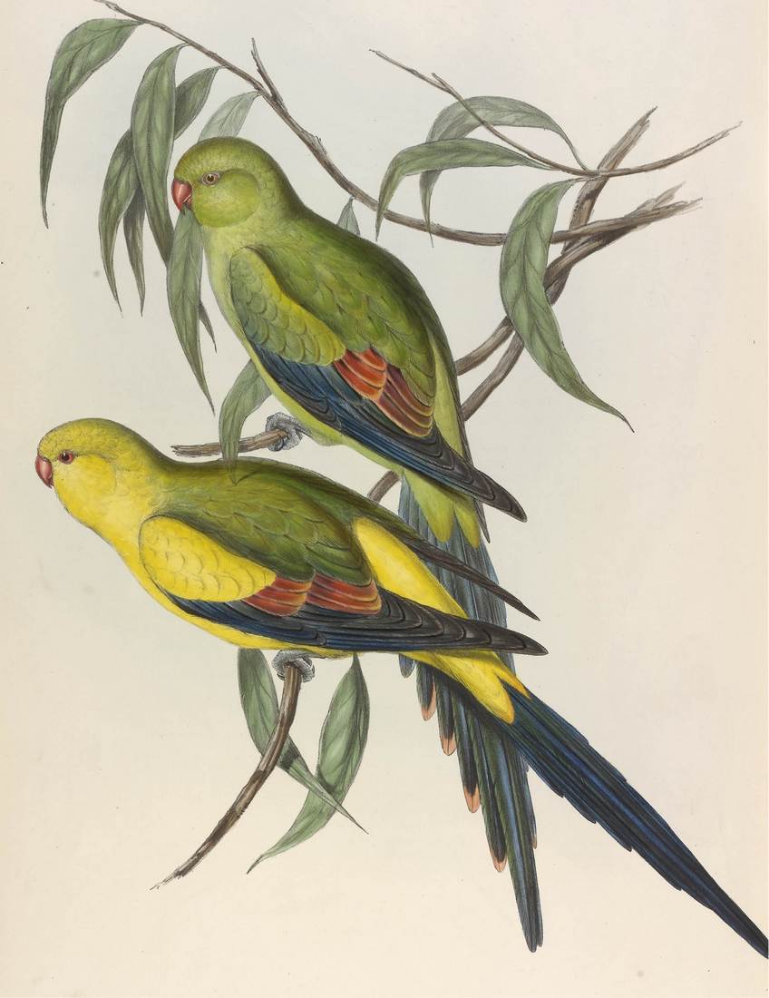 John Gould (artist), Henry Constantine Richter (lithographer), Polytelis melanura (Black-tailed Parrakeet) 1848 (adult female, above; adult male, below)