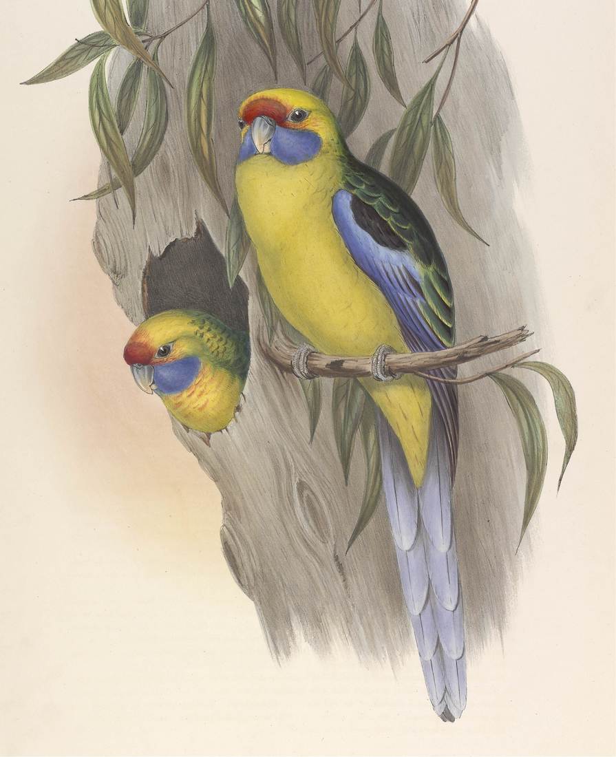 John Gould (artist), Henry Constantine Richter (lithographer), Platycercus flaviventris (Yellow-bellied Parrakeet) 1848 (immature, left; adult, right)