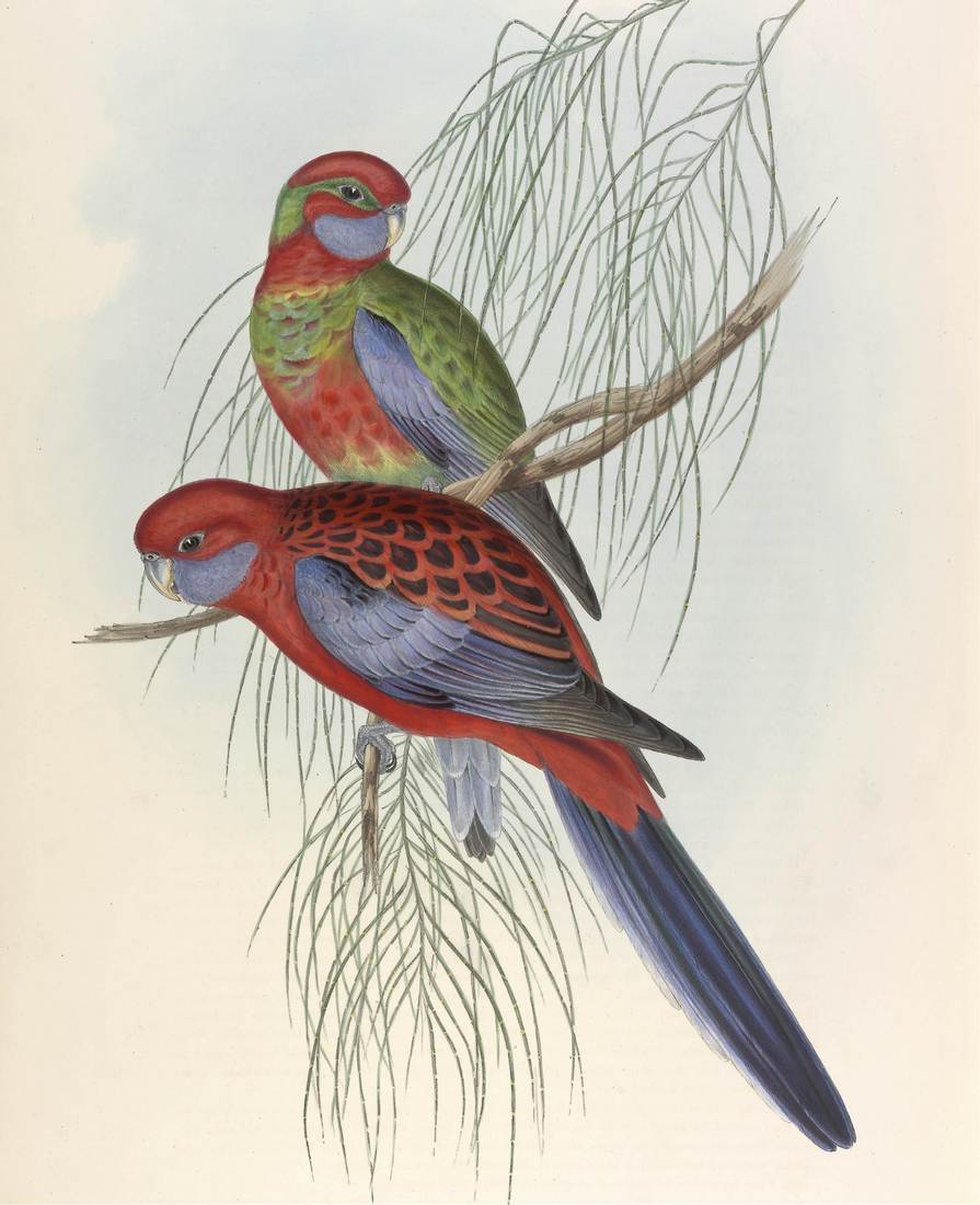 John Gould (artist), Henry Constantine Richter (lithographer), Platycercus pennantii (Pennant’s Parrakeet) 1848 (immature, top; adult, bottom)