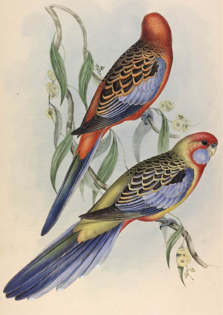 John and Elizabeth Gould,Platycercus adelaidiae (Adelaide Parrakeet) 1848 (adult, top; immature, bottom).