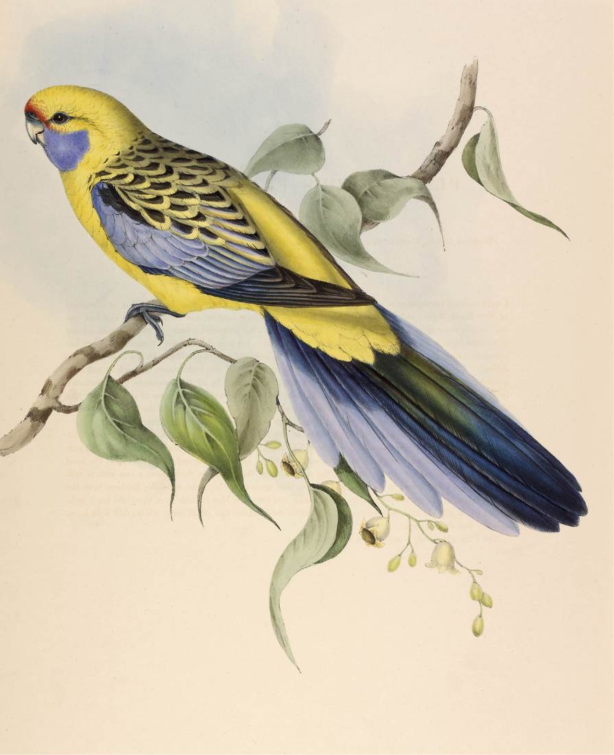 John and Elizabeth Gould, Platycercus flaveolus (Yellow-rumped Parrakeet) 1848 (adult)