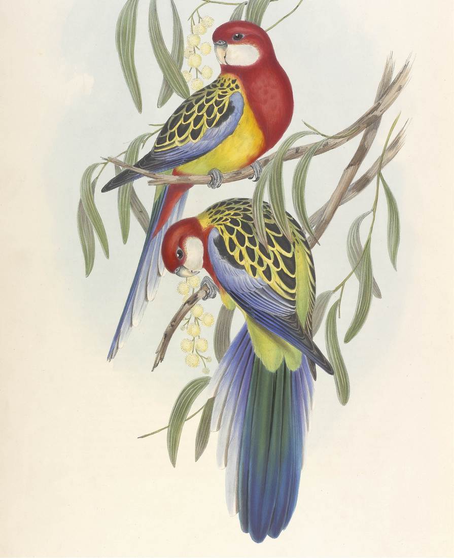 John Gould (artist), Henry Constantine Richter (lithographer), Platycercus eximius (Rose-hill Parrakeet) 1848 (two males)