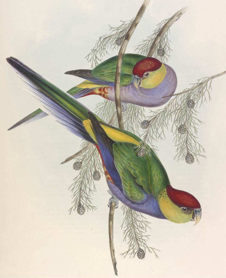 John Gould (artist), Henry Constantine Richter (lithographer), Platycercus pileatus (Red-capped Parrakeet) 1848