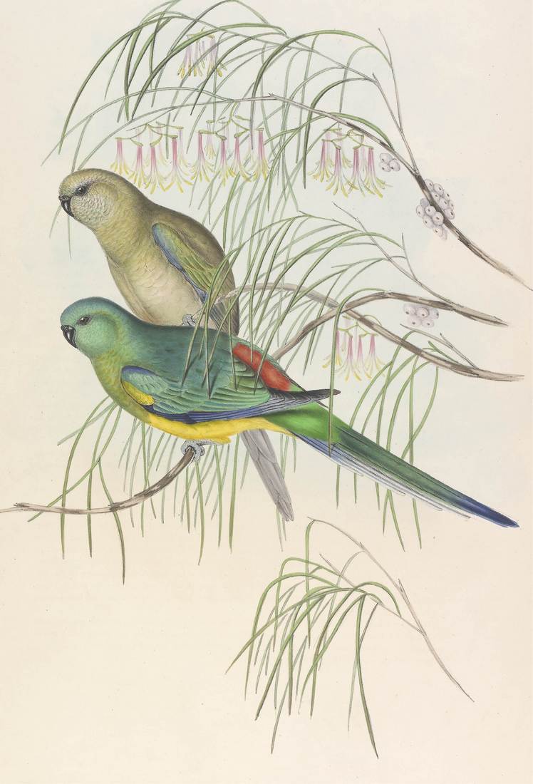 John Gould (artist), Henry Constantine Richter (lithographer), Psephotus haematonotus (Red-backed Parrakeet) 1848 (adult female, top; adult male, bottom)