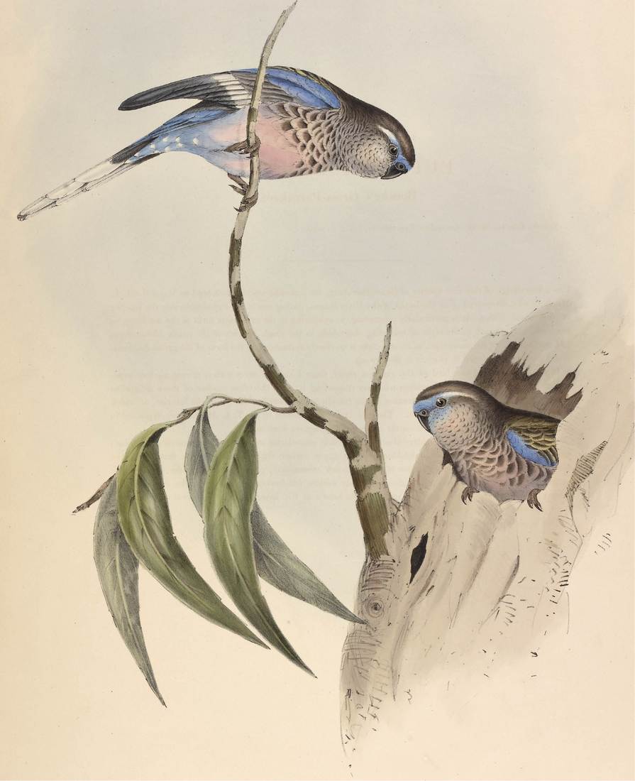 John and Elizabeth Gould, Euphema bourkii (Bourke’s Grass-Parrakeet) 1848