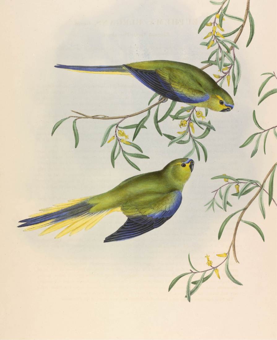 John and Elizabeth Gould, Euphema elegans (Elegant Grass-Parrakeet) 1848 (adult male, top; adult female, bottom)