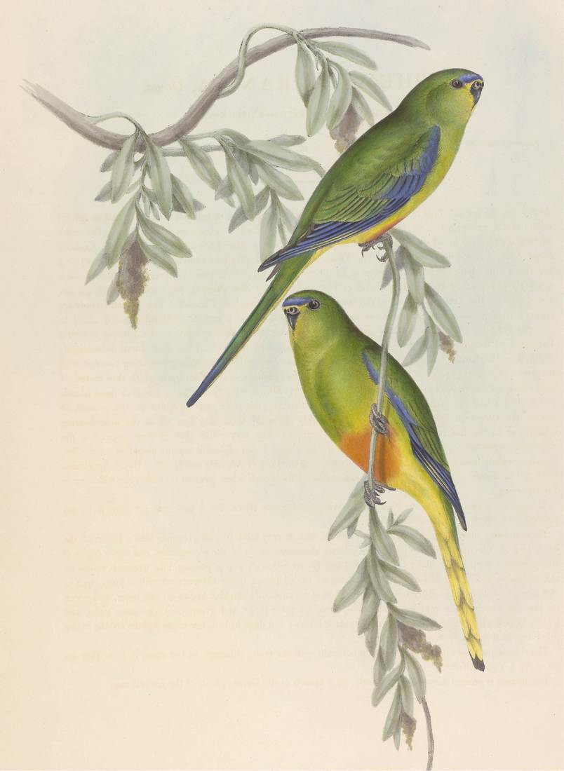 John and Elizabeth Gould, Euphema aurantia (Orange-bellied Grass-Parrakeet) 1848 (adult female, top; adult male, bottom)