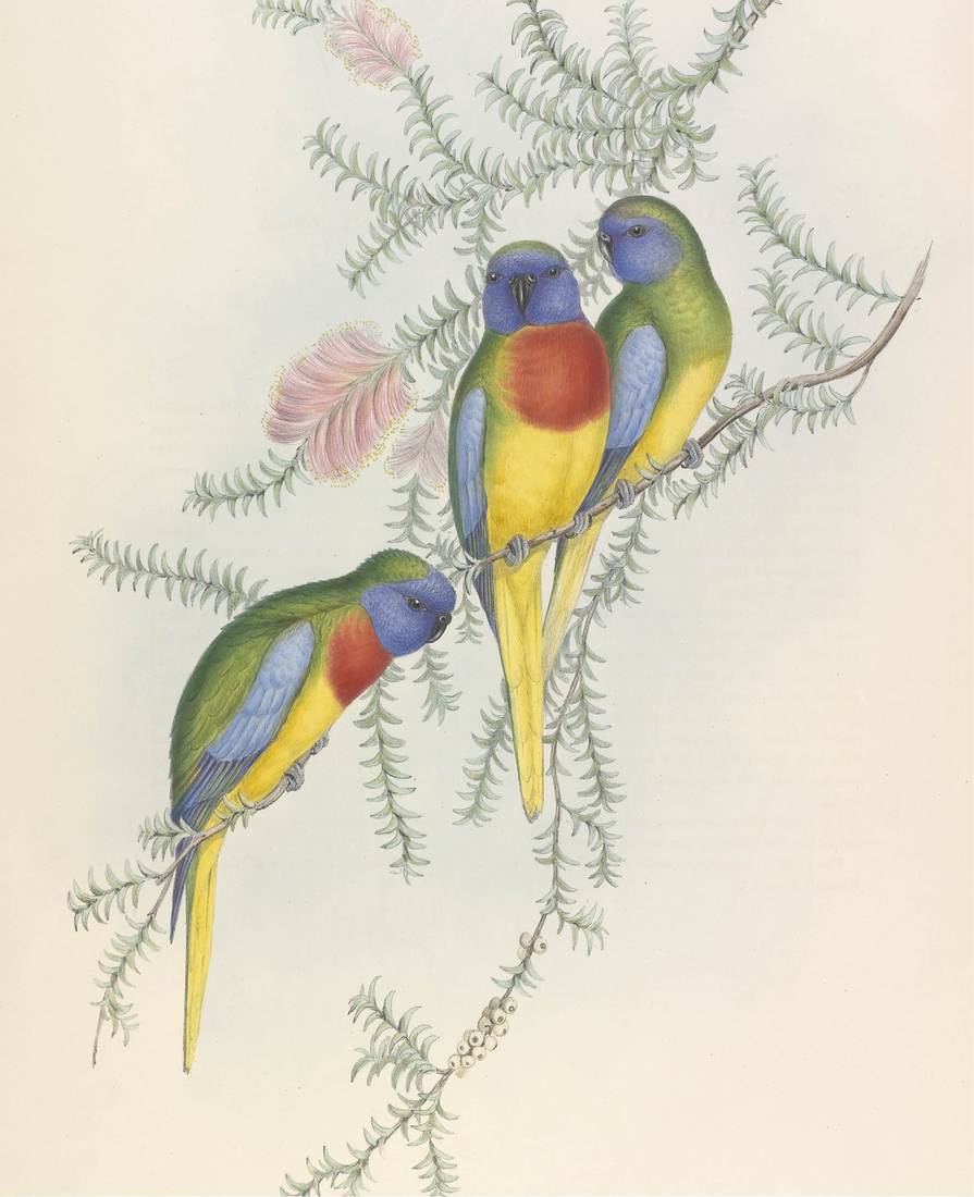 John Gould (artist), Henry Constantine Richter (lithographer), Euphema splendida (Splendid Grass Parrakeet) 1848 (adult males, left and centre; adult female, right)