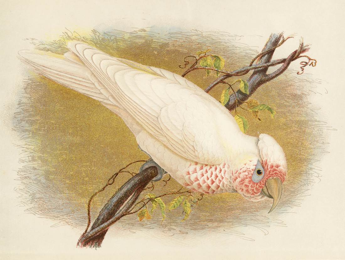 Gracius Broinowski, Long-billed Cockatoo, Licmetis nasicus 1887