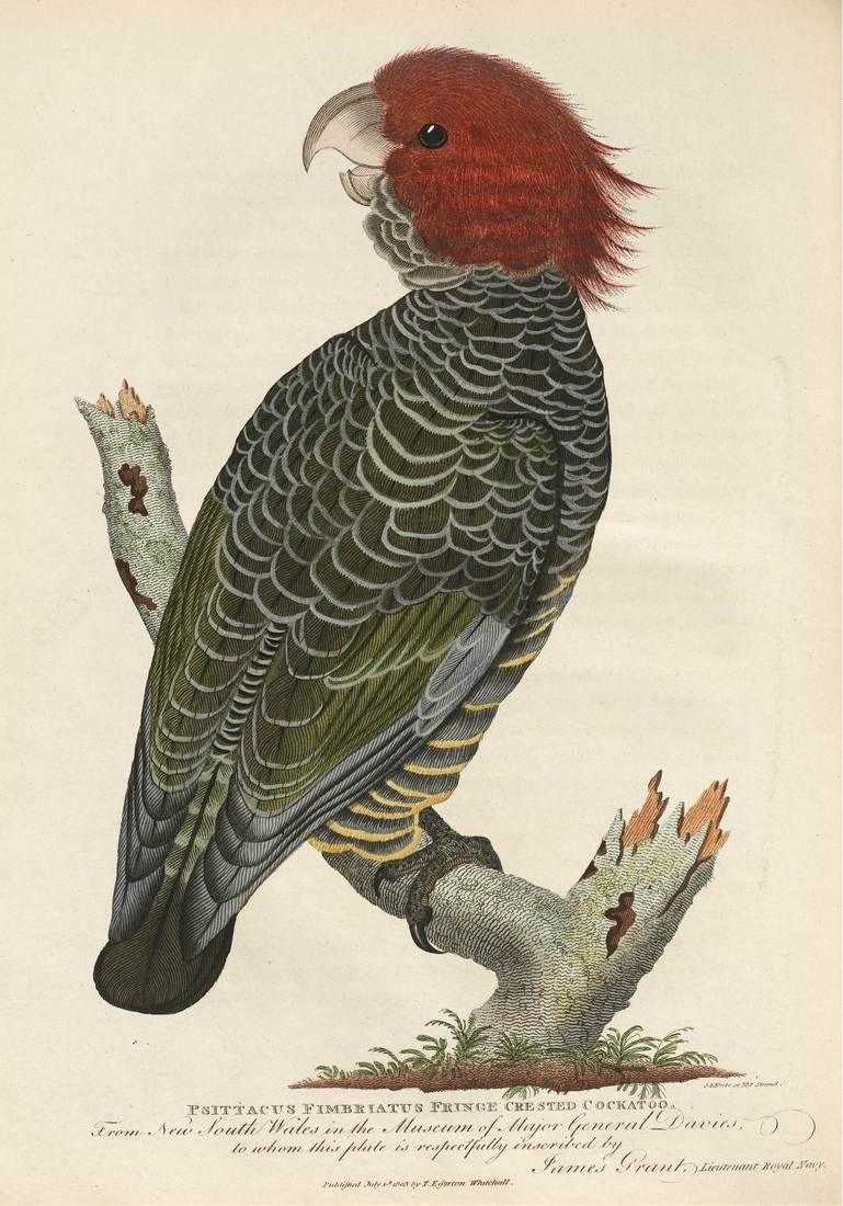 Major-General Thomas Davies (artist), Samuel John Neele (engraver), Psittacus fimbriatus: Fringe Crested Cockatoo 1803 (adult male)