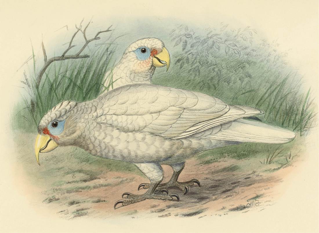 Frederick William Frohawk, Licimetis derbyi and Licimetis pastinator (Long-billed Corella) 1936