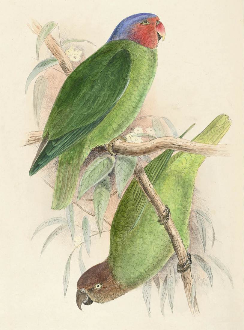 Roland Green, Geoffroyus maclennani (Red-cheeked Parrot) 1917 (adult male, top; adult female, below)