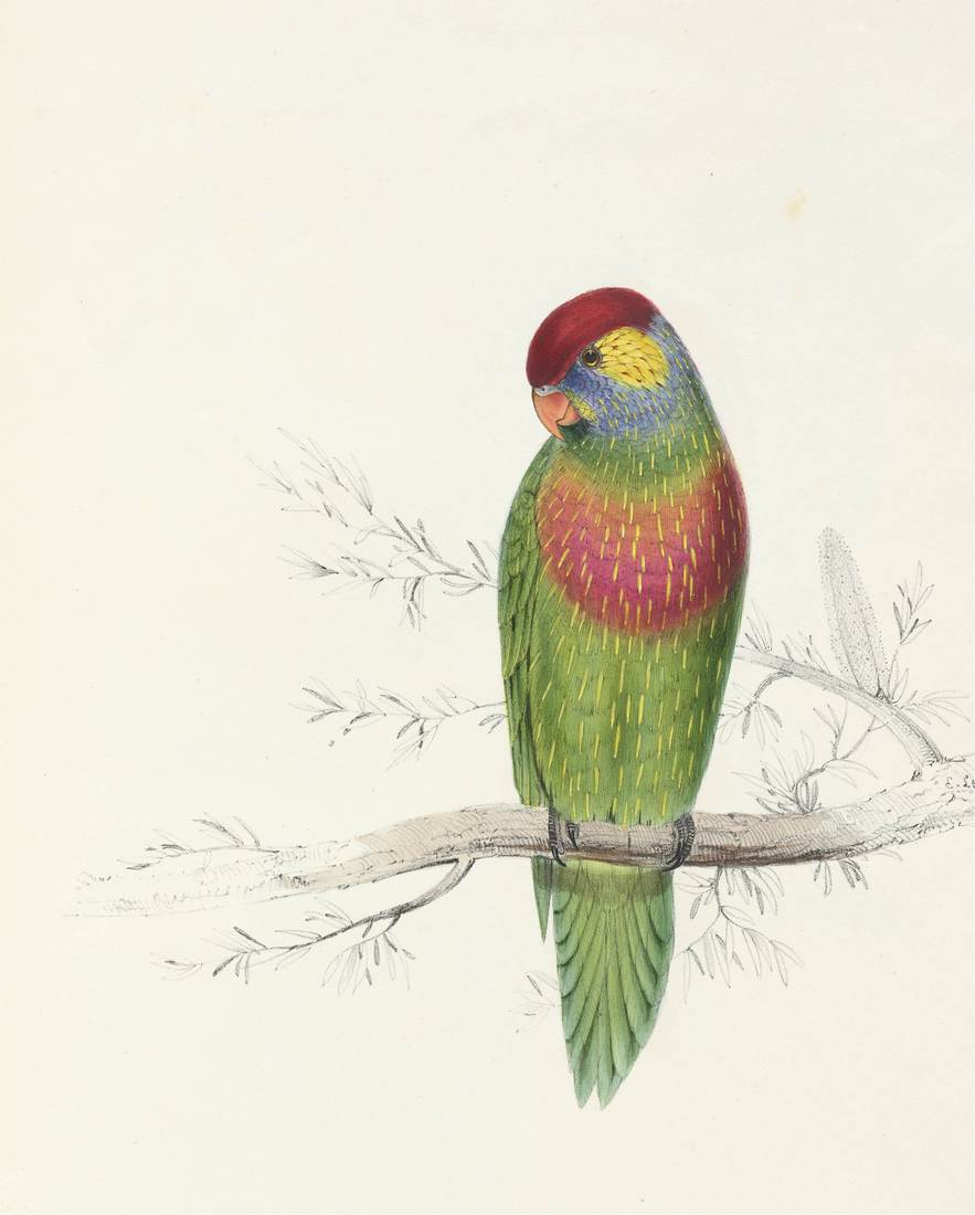 Edward Lear, Trichoglossus versicolor (Variegated Parrakeet) 1831 (adult male)