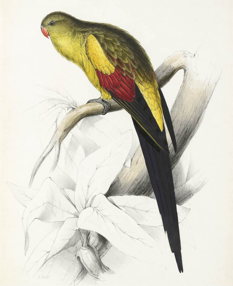 Edward Lear, Palaeornis melanura (Black-tailed Parrakeet) 1831 (adult male)