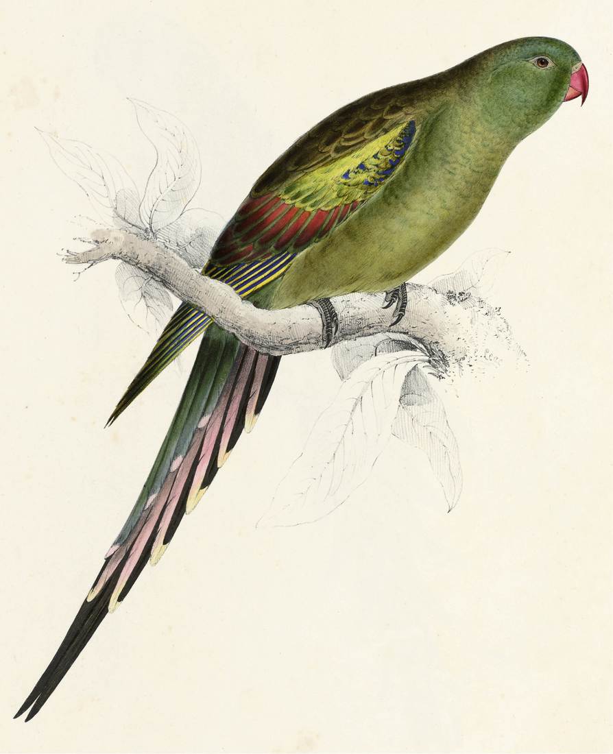 Edward Lear, Palaeornis anthopeplus (Blossom-feathered Parrakeet) 1831 (adult female)