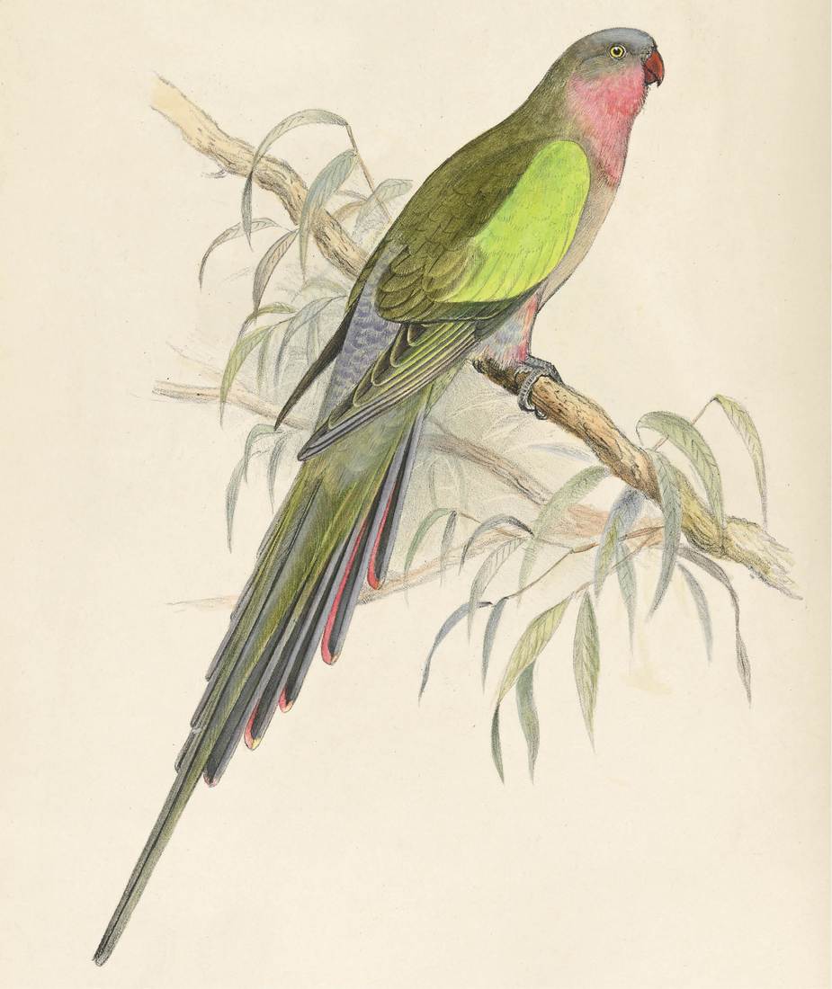 Roland Green, Northipsitta alexandrae (Alexandrine Parrot) 1916–1917 (adult male)