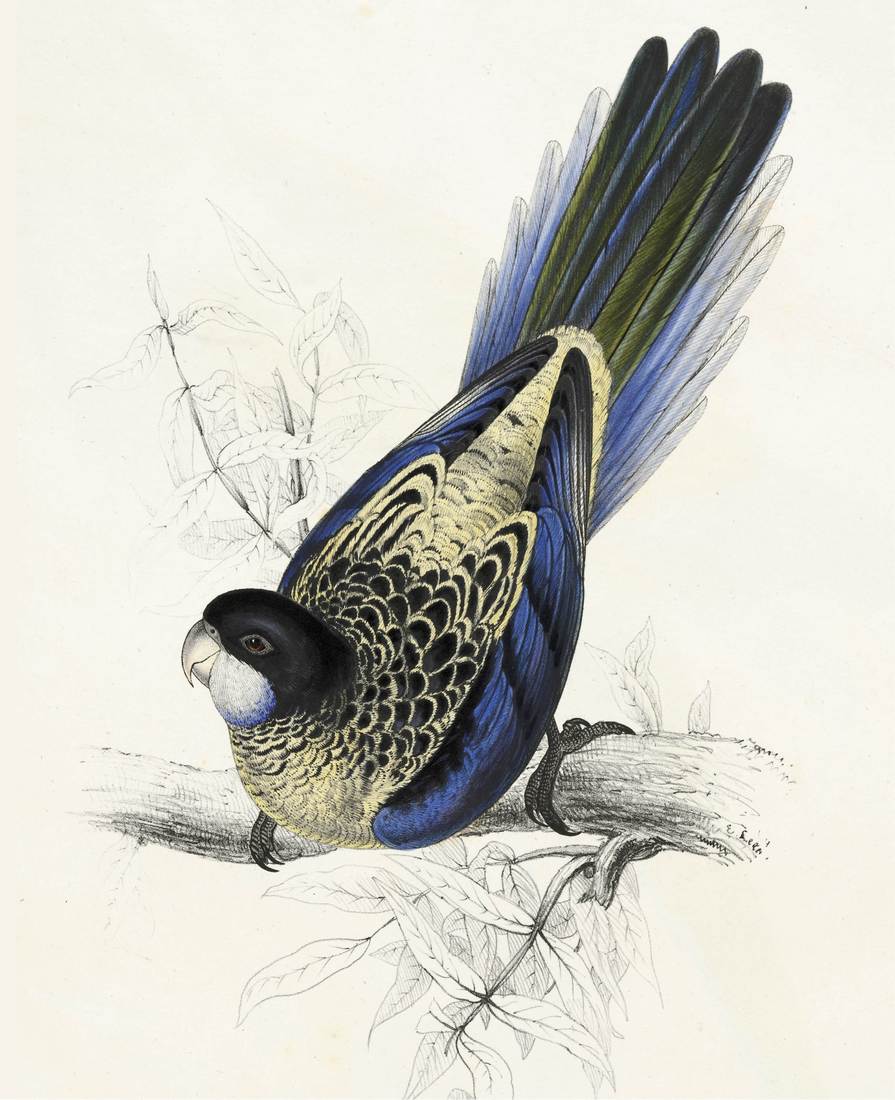 Edward Lear, Platycercus brownii (Brown’s Parrakeet) 1832