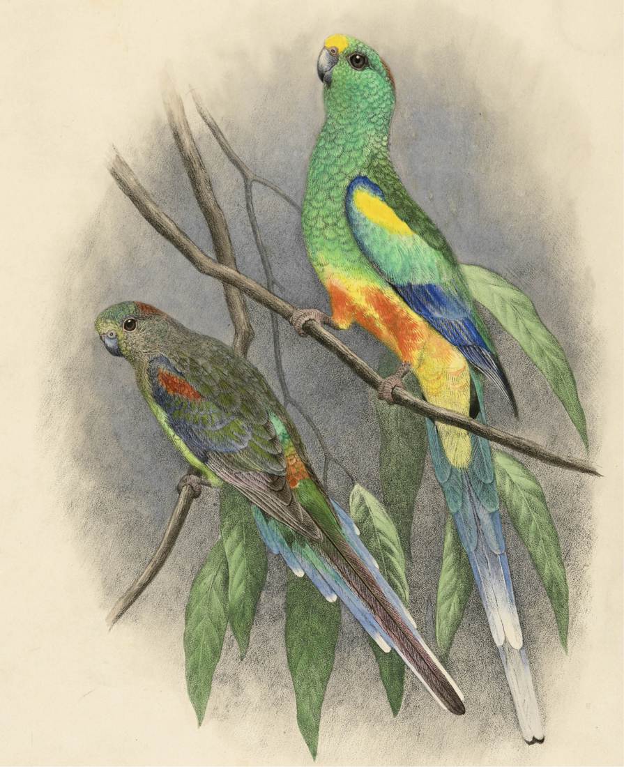 Herbert Goodchild, Psephotus varius (Many-coloured Parrot) 1916–1917 (adult female, left; adult male, right)