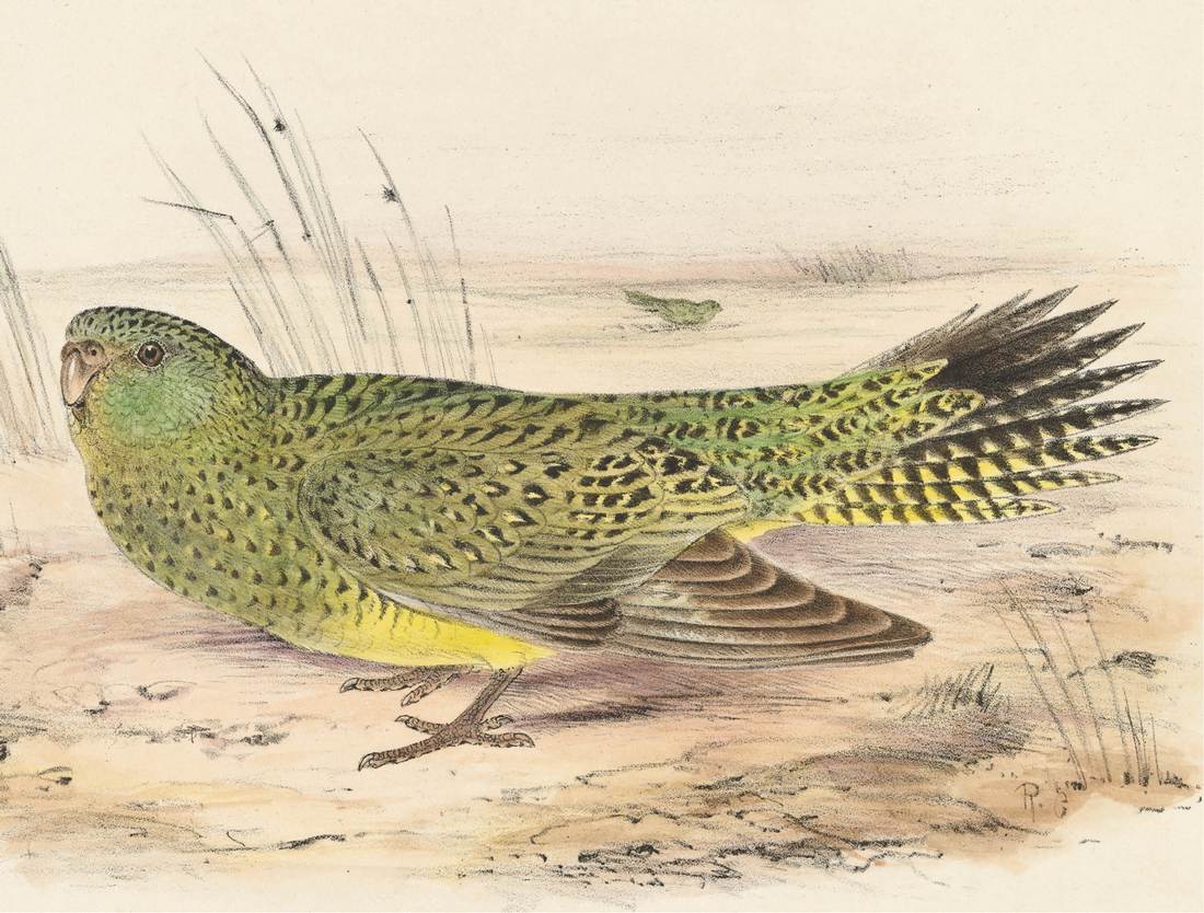 Roland Green, Geopsittacus occidentalis (Night-Parrot) between 1916 and 1917