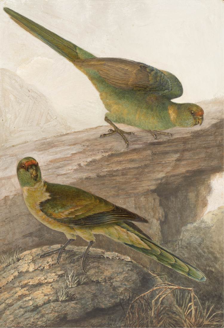 John William Lewin, Mallee Ringneck (Barnardius zonarius barnardi) 1819