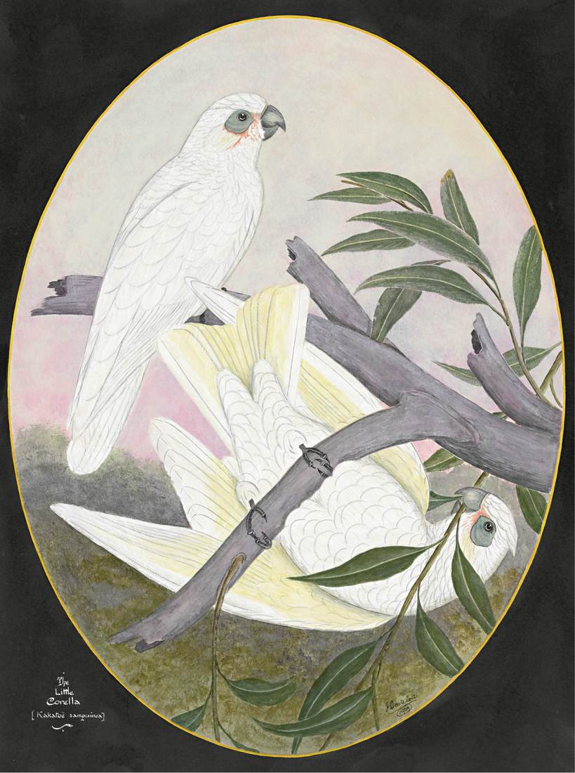 Ebenezer Edward Gostelow, The Little Corella (Cacatua sanguinea) 1929