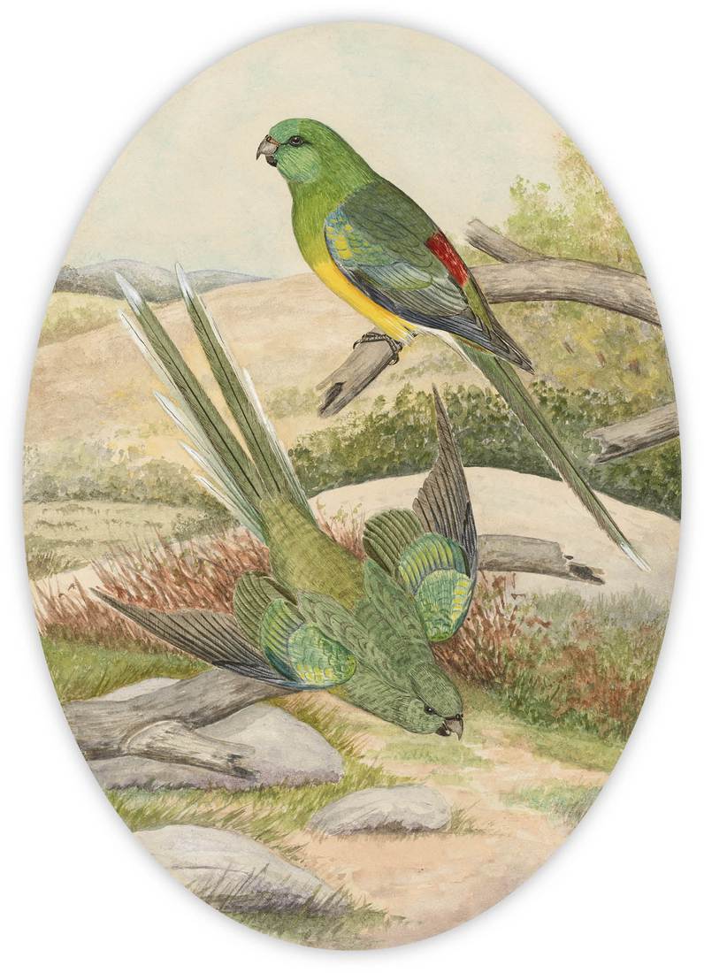 Ebenezer Edward Gostelow, The Red-backed Parrot (Psephotus haematonotus) 1928 (adult male, top; adult female, bottom)