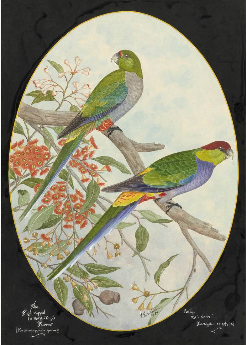 Ebenezer Edward Gostelow, The Red-capped (or West Aus. ‘King’) Parrot (Purpureicephalus spurius) 1938 (female, top; adult male, bottom) 