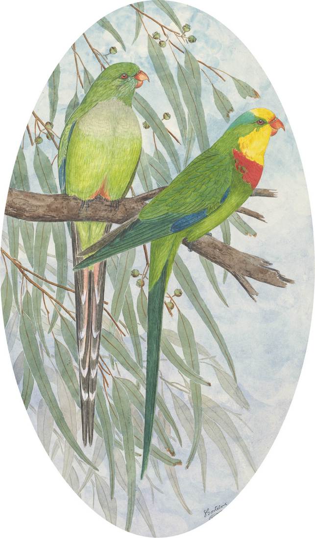 Ebenezer Edward Gostelow, The Superb Parrot (Green Leek) (Polytelis swainsoni) 1929 (adult female, left; adult male, right)