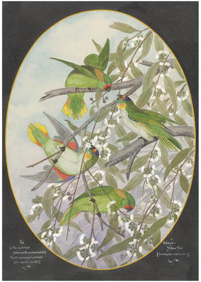 Ebenezer Edward Gostelow, The Little Lorikeet (Glossopsitta pusilla); Purple-crowned Lorikeet (Glossopsitta porphyrocephala) 1928