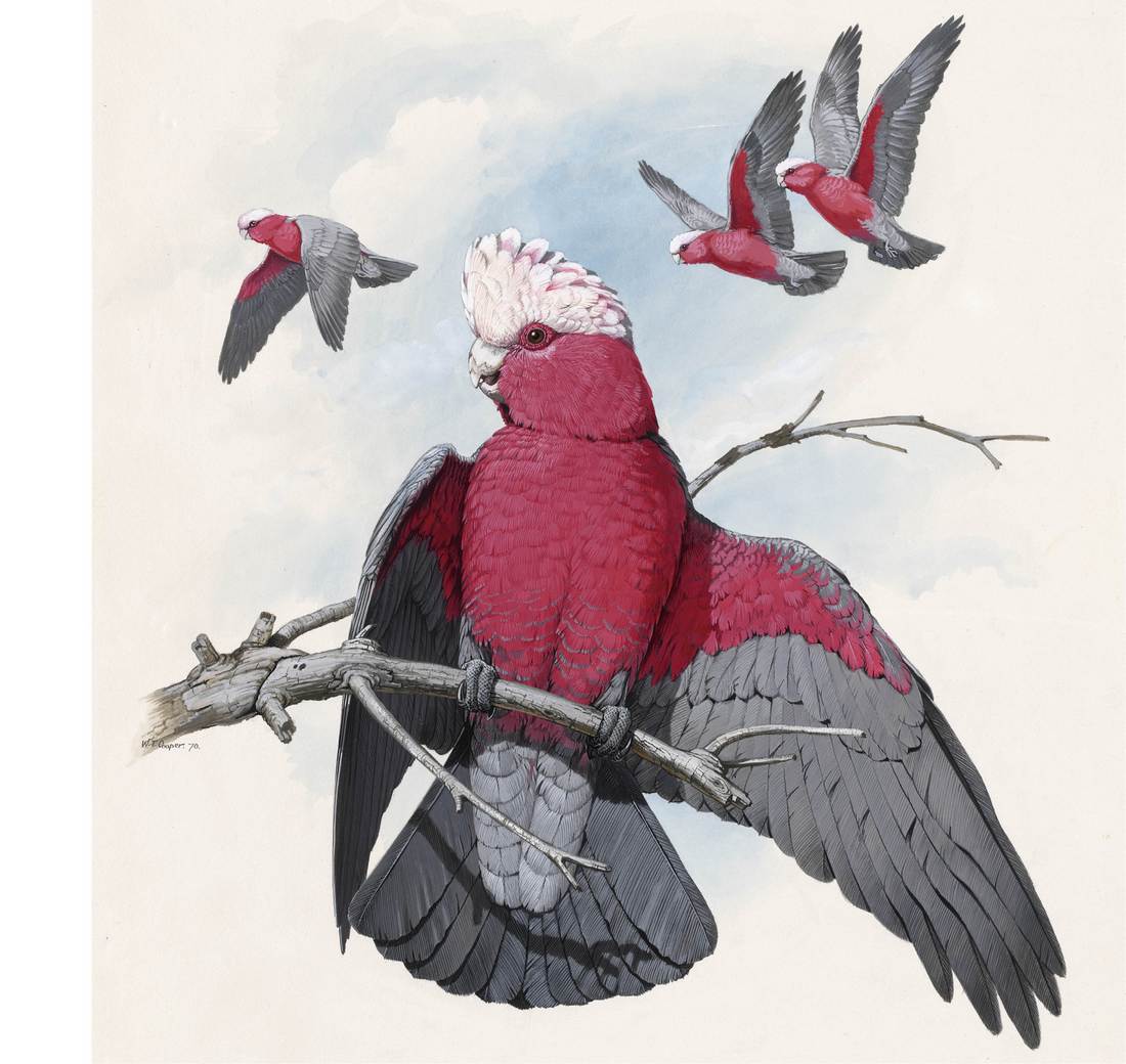 William T. Cooper,Galah (Eolophus roseicapillus roseicapillus) 1970 (adult male)