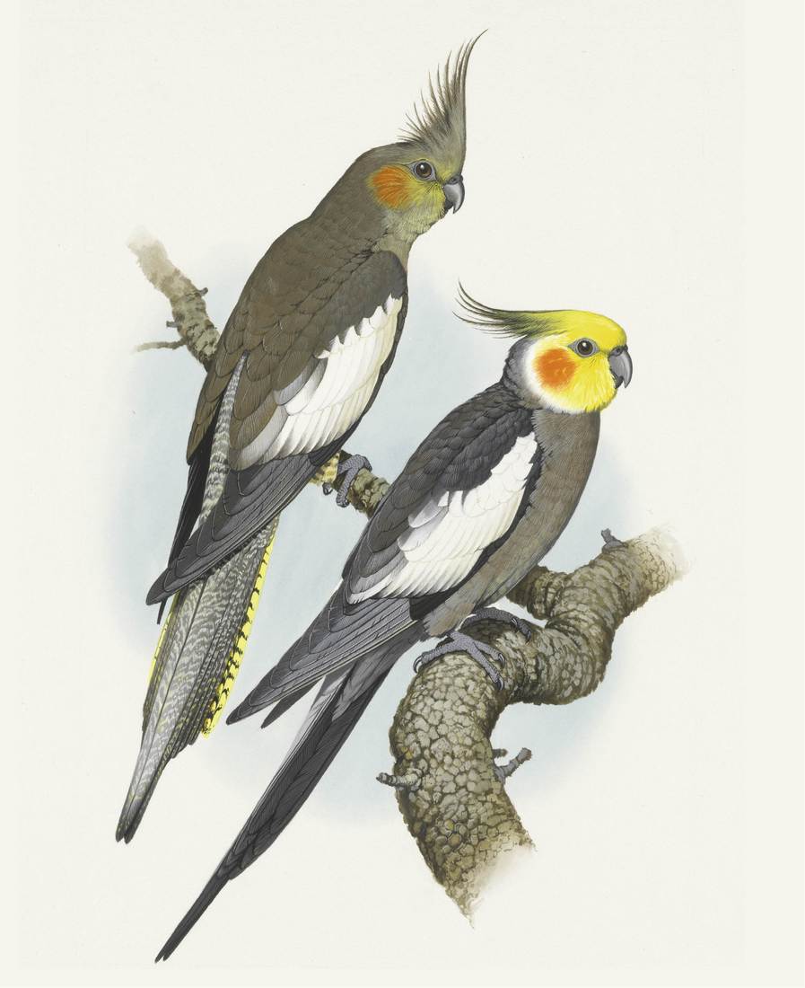 William T. Cooper, Cockatiel (Nymphicus hollandicus) 1970 (adult female, left; adult male, right)