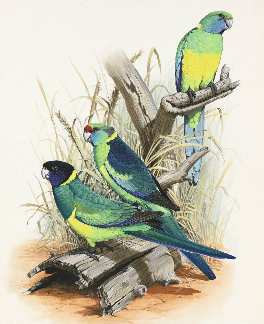 William T. Cooper, (from top) Cloncurry Parrot (Barnardius barnardi macgillivrayi), Mallee Ringneck Parrot (Barnardius barnardi barnardi), Port Lincoln Parrot (Barnardius zonarius zonarius) 1970 (all adult male)