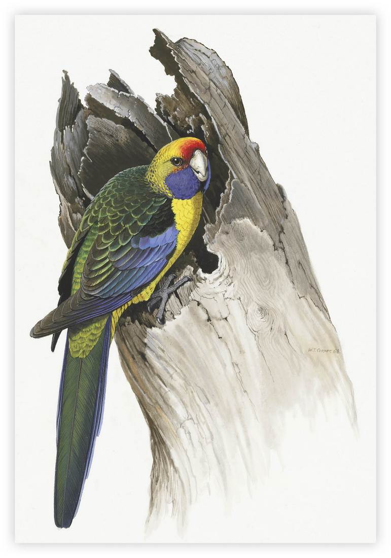 William T. Cooper, Green Rosella (Platycercus caledonicus) 1969 (adult male)