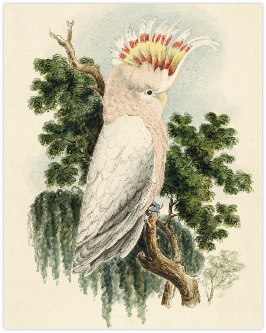 Sir Thomas Mitchell, Cockatoo from the Interior of Australia 1838